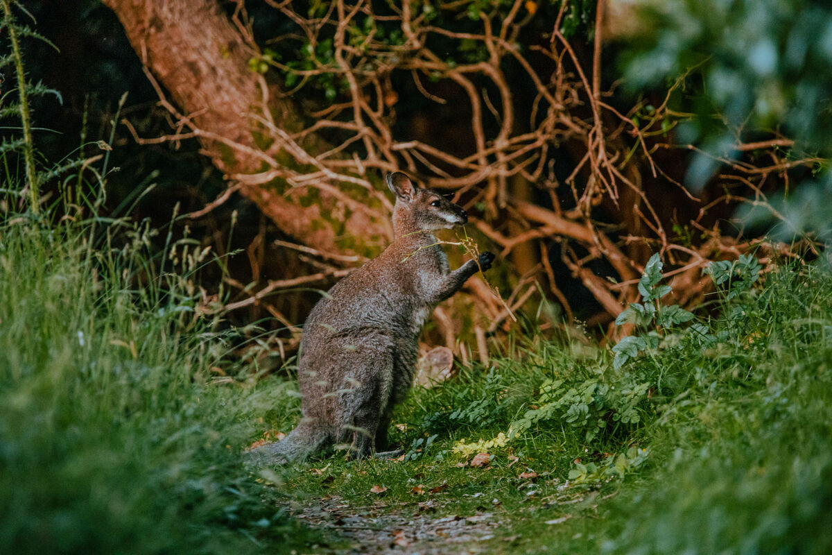 Wallabies Isle of Man