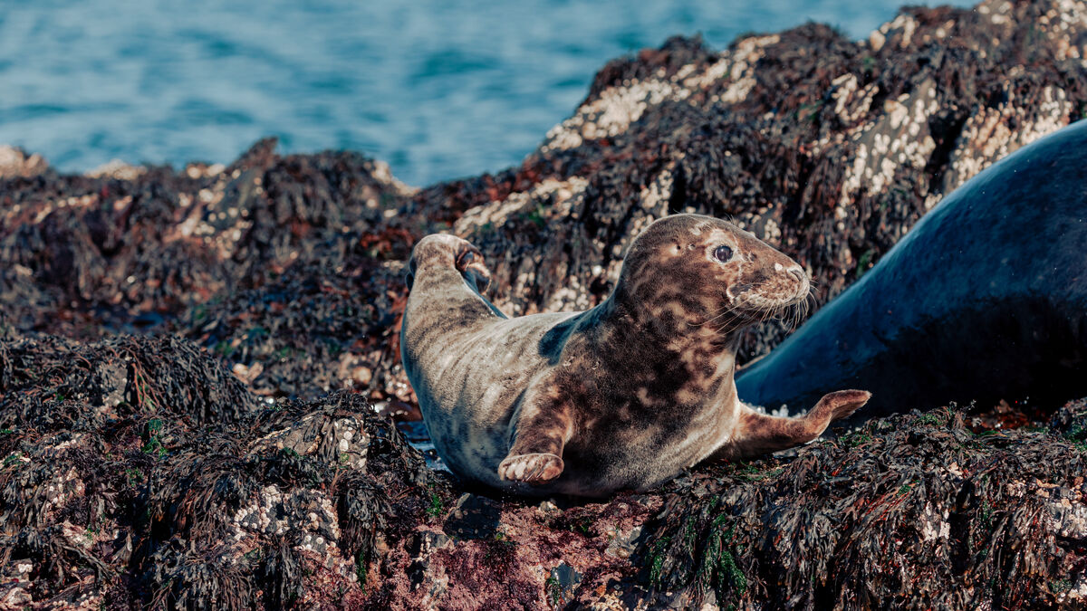 Seal