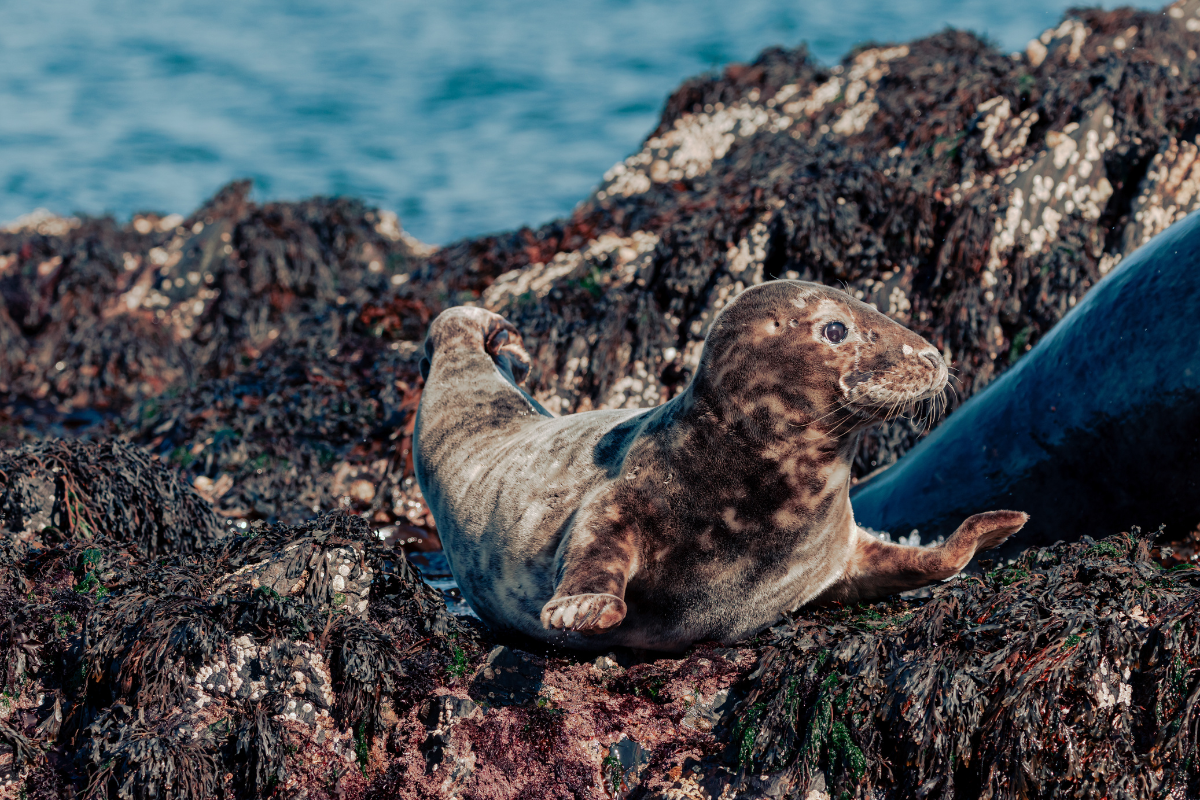 Seals on the Kitterland
