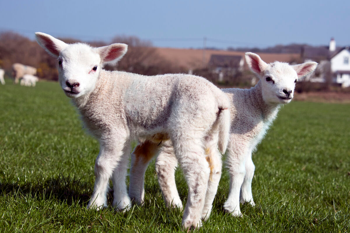 Easter Lambs