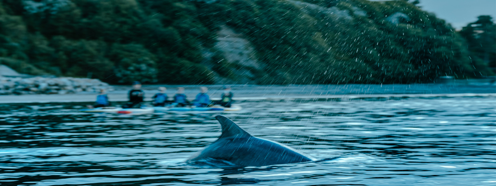 Paddleboarders staring in amazement at a dolphin swimming in front of them in the north of the Isle of Man