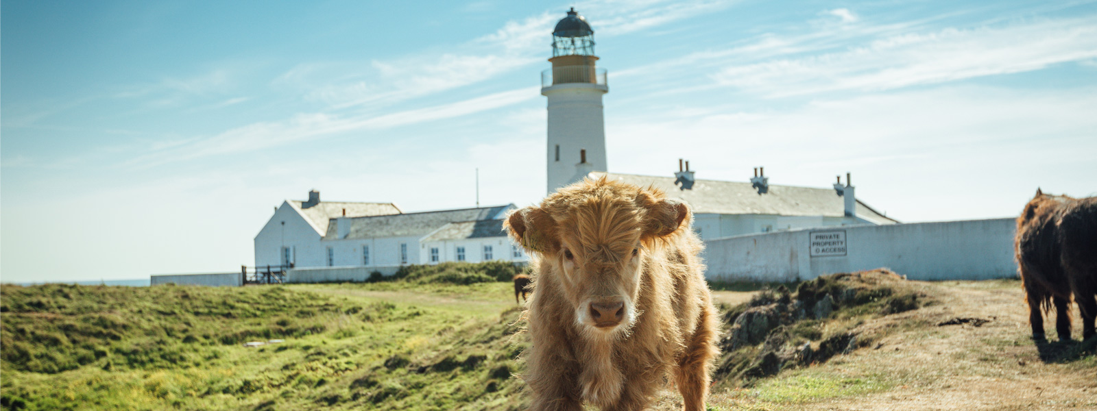 A local highland cow infront of Langness Lighthouse