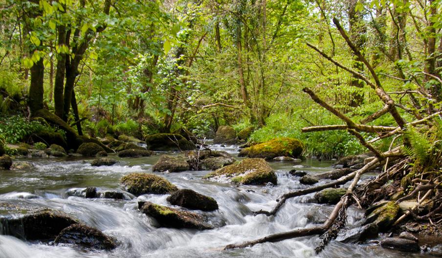 Douglas River Glass Walk
