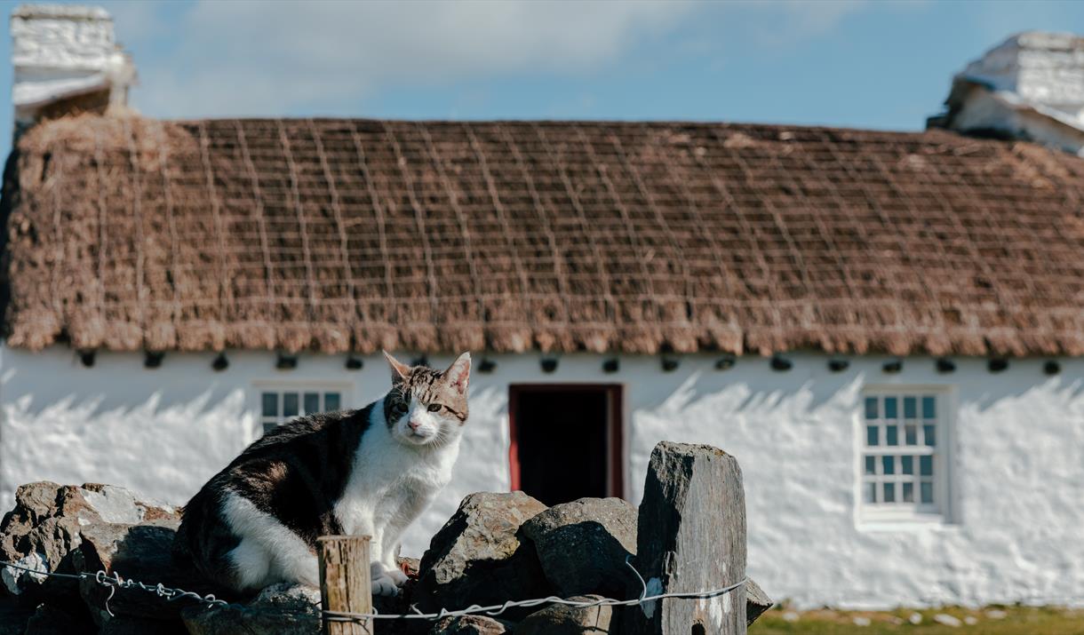 Cregneash Manx Cat