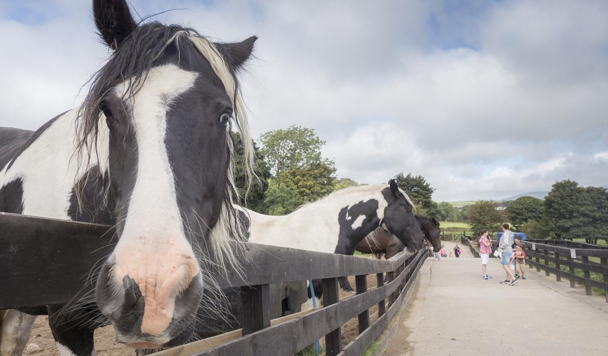 Home Of Rest For Old Horses