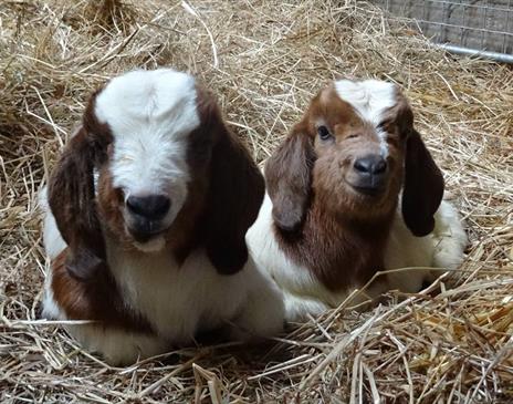Isle of Man Goats
