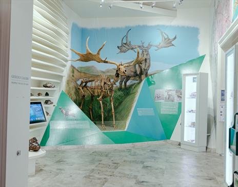 Manx Museum Giant Elk