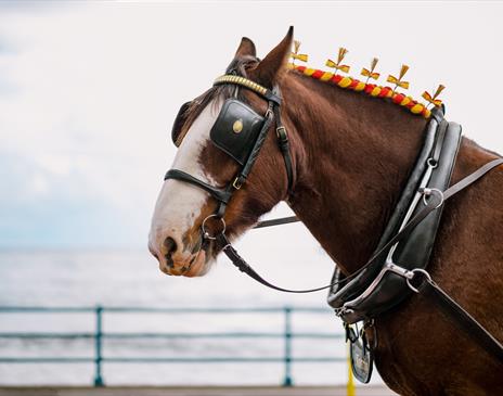 Close up of decorated trammer horse