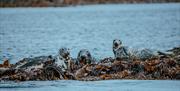 Seals at the Sound