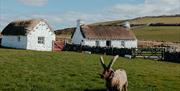 Cregneash Loaghtan Sheep