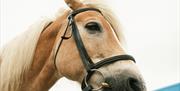 Ballahimmin Riding and Pony Trekking Centre