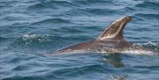 Dolphins spotted just out of Port Erin Bay
