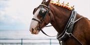 Close up of decorated trammer horse