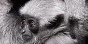 Curraghs Wildlife Park