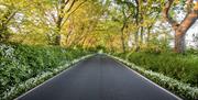 A long straight road lined with wild garlic, furrows it's way under an archway of sunlit trees on the Isle of Man.
Photography Workshops with Mark Boy