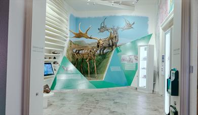 Manx Museum Giant Elk